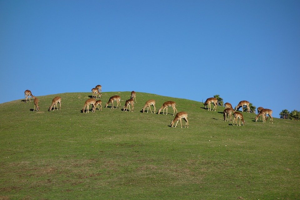 Hunting Deer with Drones